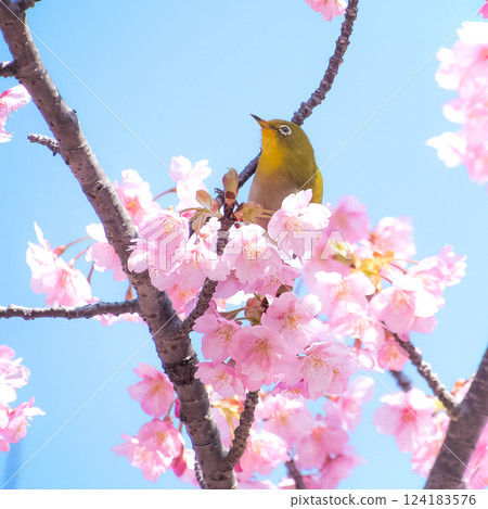 Kawazu cherry blossoms in full bloom and a Japanese white-eye against a blue sky 124183576
