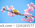 盛開的河津櫻花和藍天下的繡眼鳥 124183577