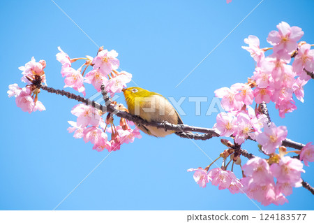 盛開的河津櫻花和藍天下的繡眼鳥 124183577