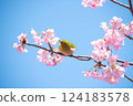盛開的河津櫻花和藍天下的繡眼鳥 124183578