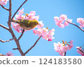 盛開的河津櫻花和藍天下的繡眼鳥 124183580