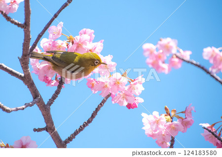 Kawazu cherry blossoms in full bloom and a Japanese white-eye against a blue sky Kawazu cherry blossoms in full bloom and a Japanese white-eye against a blue sky 124183580