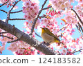 盛開的河津櫻花和藍天下的繡眼鳥 124183582
