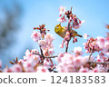 盛開的河津櫻花和藍天下的繡眼鳥 124183583