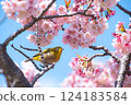盛開的河津櫻花和藍天下的繡眼鳥 124183584