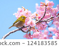 盛開的河津櫻花和藍天下的繡眼鳥 124183585