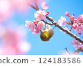 盛開的河津櫻花和藍天下的繡眼鳥 124183586