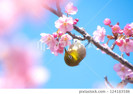 Kawazu cherry blossoms in full bloom and a Japanese white-eye against a blue sky 124183586