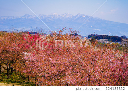 Red plum blossoms, Kawazu cherry blossoms and Mount Akagi 124183832