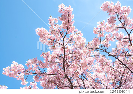 Kawazu cherry blossoms in full bloom at Akashi Kaikyo Park Early Blooming Cherry Blossom Festival 124184044