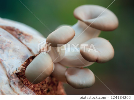 Cultivation of oyster mushroom 124184203