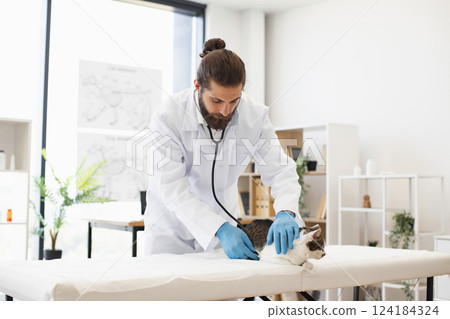 Veterinarian uses stethoscope while examining domestic cat on table in bright clinic room. Male veterinarian wearing white coat and gloves checks pet health. Veterinarian uses stethoscope while examining domestic cat on table in bright clinic room. Male veterinarian wearing white coat and gloves checks pet health. 124184324
