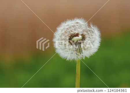 Dandelion 124184361