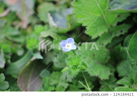 婆婆納沐浴在陽光和陽光下 124184421