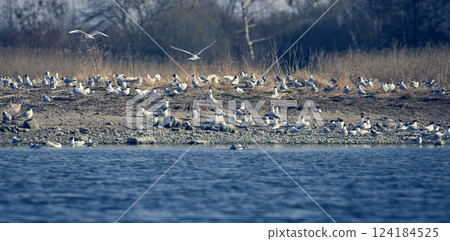Flock of Arctic tern Flock of Arctic tern 124184525