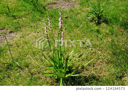 Screw flowers blooming on the lawn [Tsukui, Sagamihara City, June] 124184573