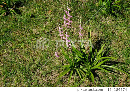 Screw flowers blooming in the garden [Tsukui, Sagamihara City, June] 124184574