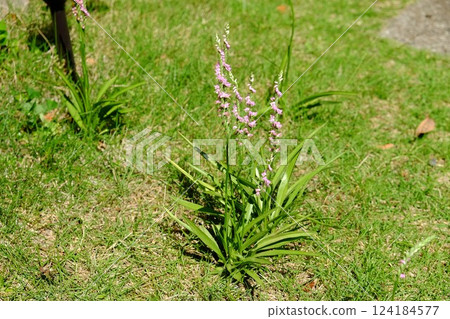 花園裡盛開的螺絲花 [相模原市津久井 6月] 124184577