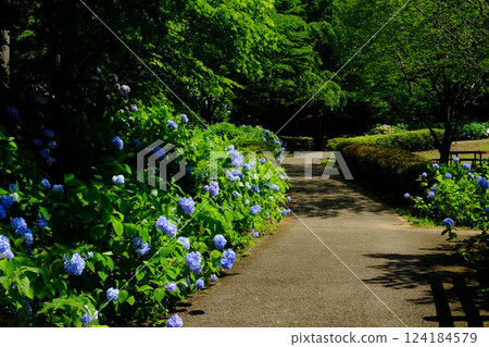 Hydrangea Path [Tsukui, Sagamihara City, June] 124184579