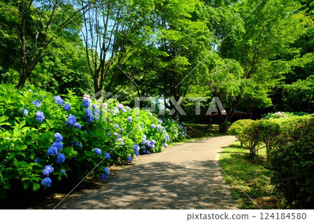 繡球花盛開的散步道[相模原市津久井6月] 124184580