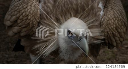 (Gyps himalayensis) is an Old World vulture (Gyps himalayensis) is an Old World vulture 124184669