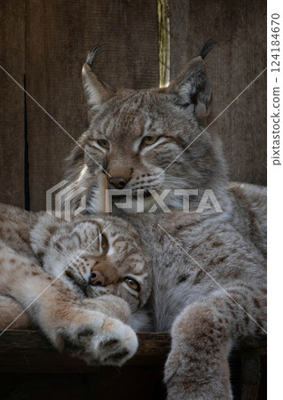 Eurasian lynx (lynx lynx) resting in enclosure on a sunny day. Eurasian lynx (lynx lynx) resting in enclosure on a sunny day. 124184670