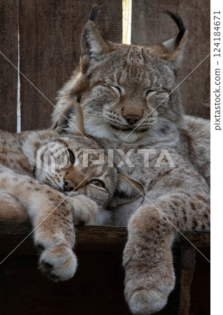 Eurasian lynx (lynx lynx) resting in enclosure on a sunny day. 124184671