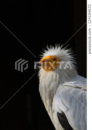 Egyptian vulture (Neophron percnopterus) isolated on black background Egyptian vulture (Neophron percnopterus) isolated on black background 124184672