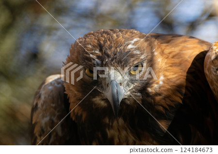 Golden eagle close-up, mighty eagle 124184673