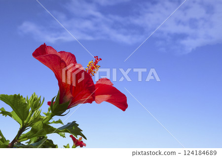 木槿在藍天下 124184689