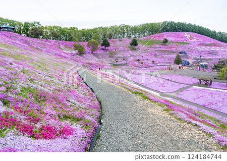 山坡上長滿了石竹花 山坡上長滿了石竹花 124184744
