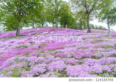 Moss phlox blooming on the hill of moss phlox in full bloom 124184769