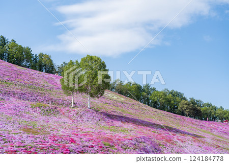 Moss phlox spreading all over 124184778
