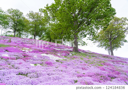 A hill filled with pink moss pinks A hill filled with pink moss pinks 124184836