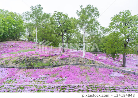 景觀與苔蘚櫻花 124184948