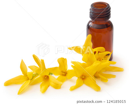 Forsythia with essential oil in a bottle Forsythia with essential oil in a bottle 124185015