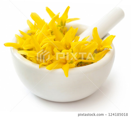 Medicinal Forsythia flower 124185018