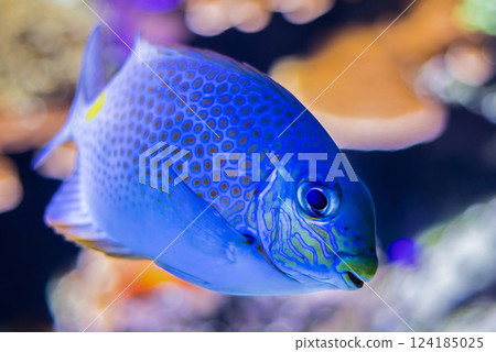 Goldlined spinefoot 124185025