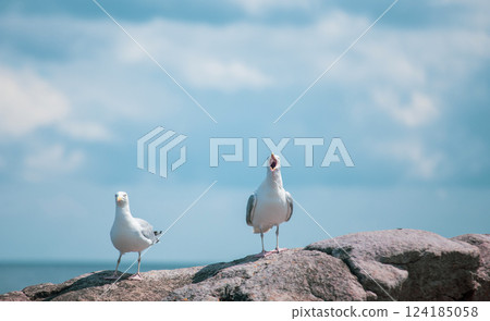 Seagulls in Gudhjem of Bornholm, Denmark 124185058