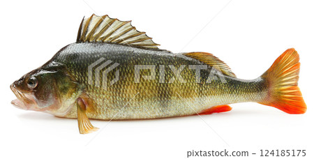 European Perch European Perch 124185175