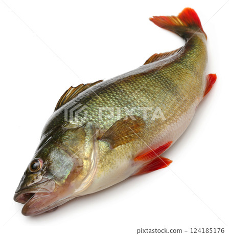 European Perch 124185176