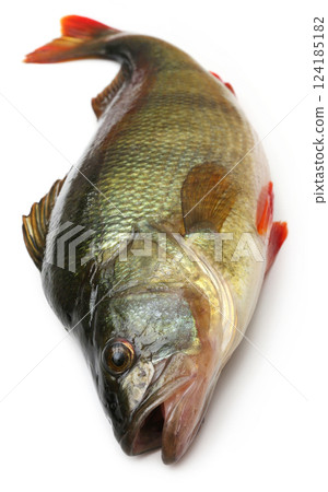 European Perch European Perch 124185182