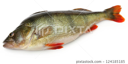 European Perch European Perch 124185185