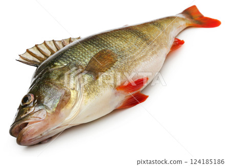 European Perch European Perch 124185186