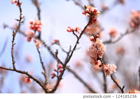 Apricot flowers herald the arrival of spring 124185236