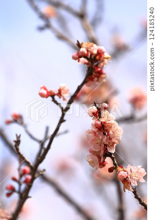 Apricot flowers herald the arrival of spring 124185240