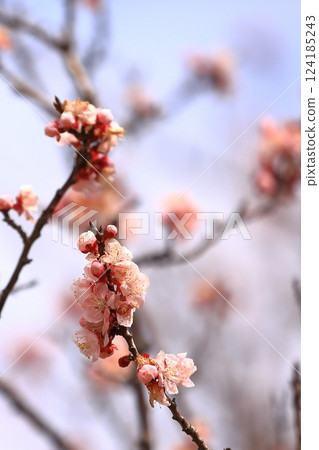 Apricot flowers herald the arrival of spring Apricot flowers herald the arrival of spring 124185243