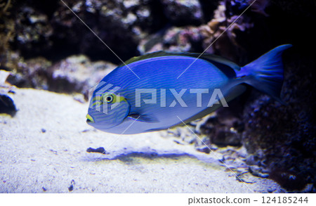 Sohal surgeonfish Sohal surgeonfish 124185244