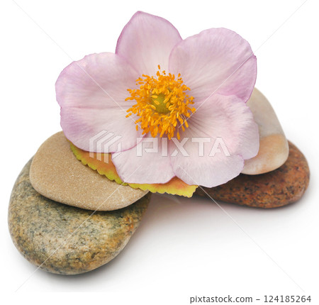 Stone with flower 124185264