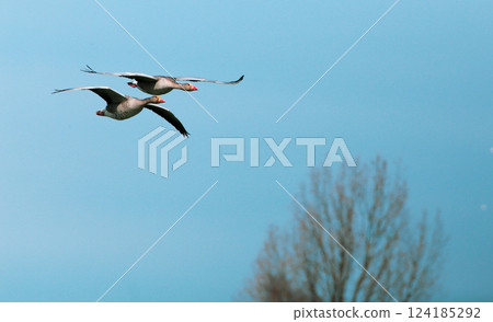 Greylag goose in flight 124185292